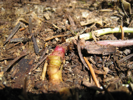 Ragnetto semitrasparente sotto un sasso